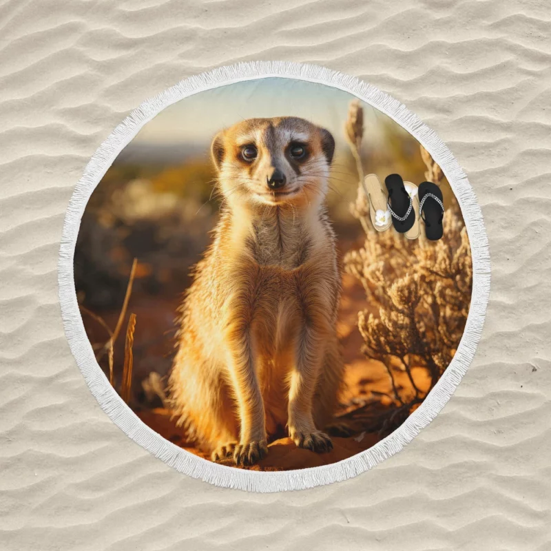 Alert Meerkat in the Grassland Round Beach Towel