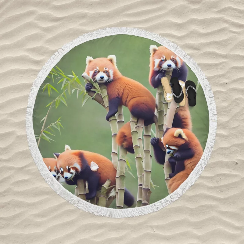 Bamboo Sharing Happy Red Panda Pair Round Beach Towel