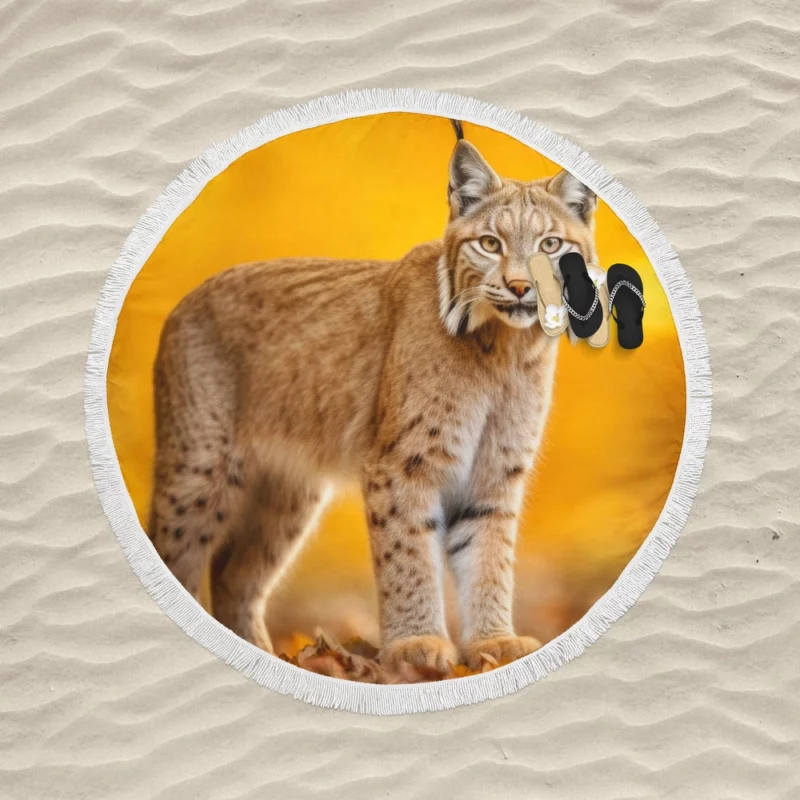 Bobcat in Autumn Season Round Beach Towel