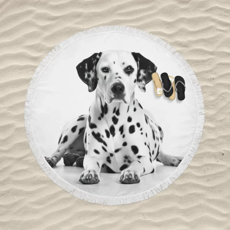 Dalmatian Dog Portrait Round Beach Towel