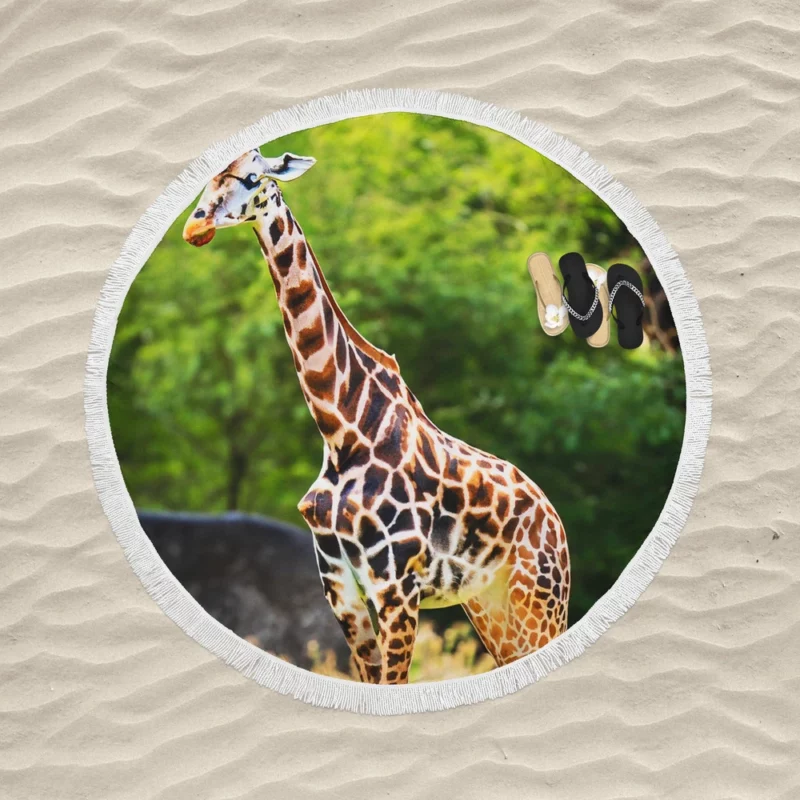 Giraffe Close-Up Photography Round Beach Towel