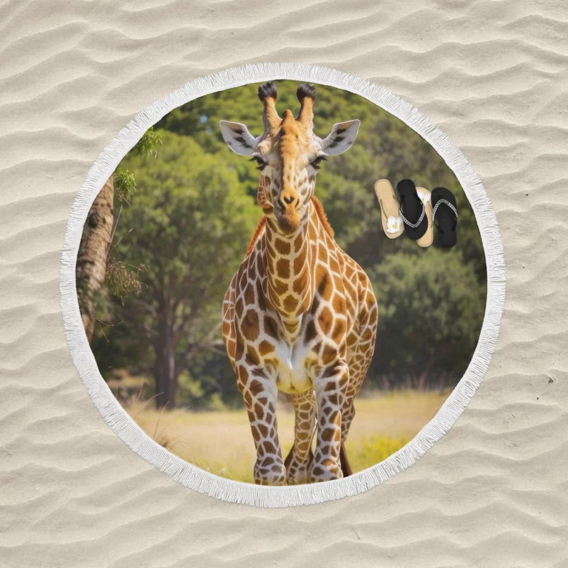 Giraffe Close-Up in Nature Round Beach Towel