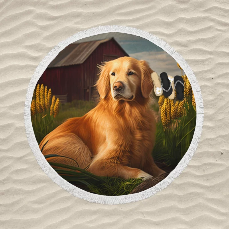 Golden Retriever Near Barn Round Beach Towel