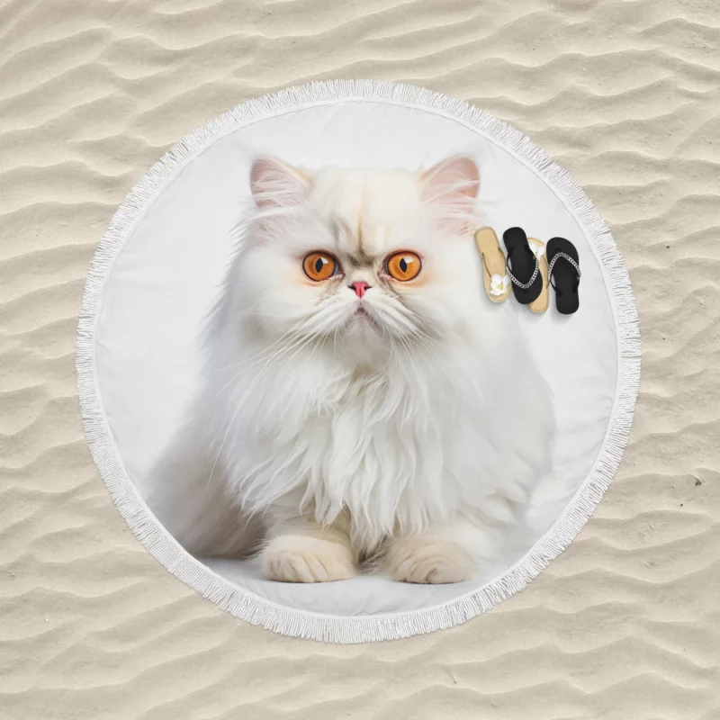 Orange Eyed Angora Cat Round Beach Towel