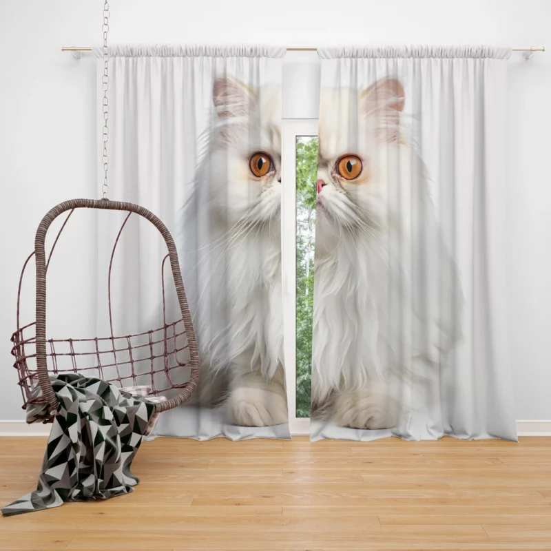 Orange Eyed Angora Cat Window Curtain