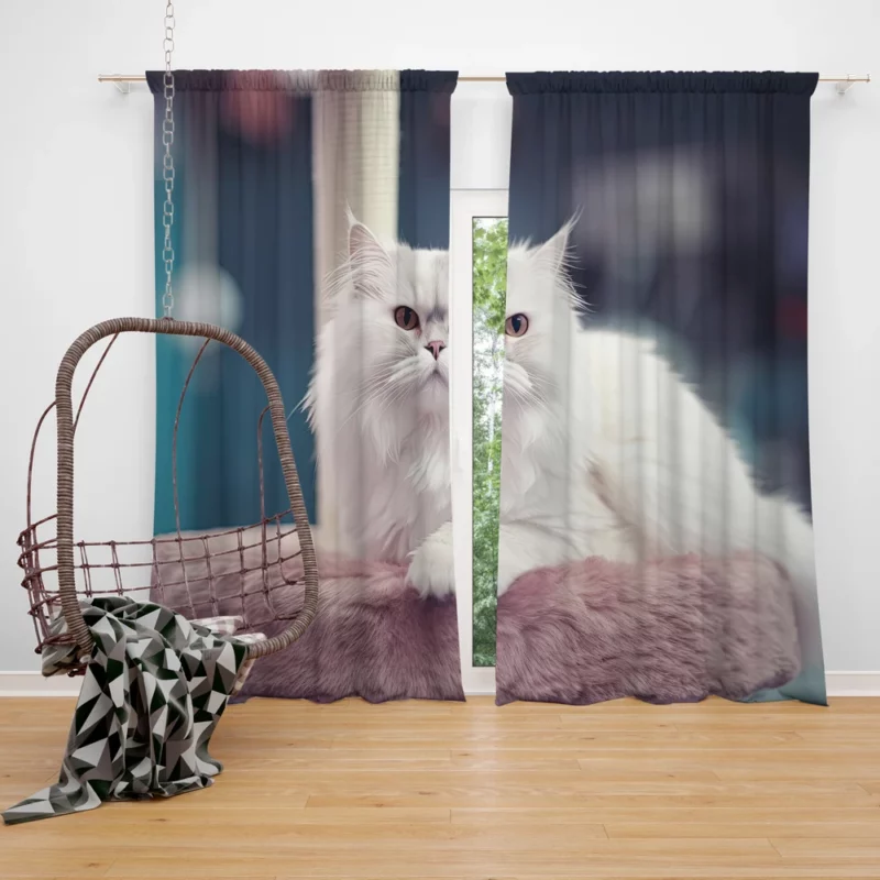 Persian Cat in Salon Window Curtain