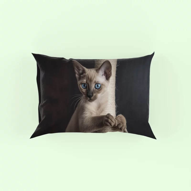 Siamese Kitten Scratching Post Pillow Case