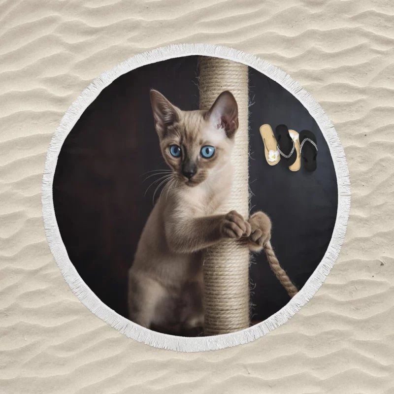 Siamese Kitten Scratching Post Round Beach Towel