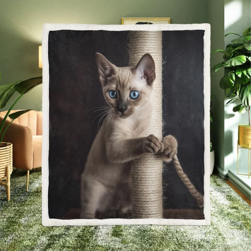 Siamese Kitten Scratching Post Sherpa Fleece Blanket