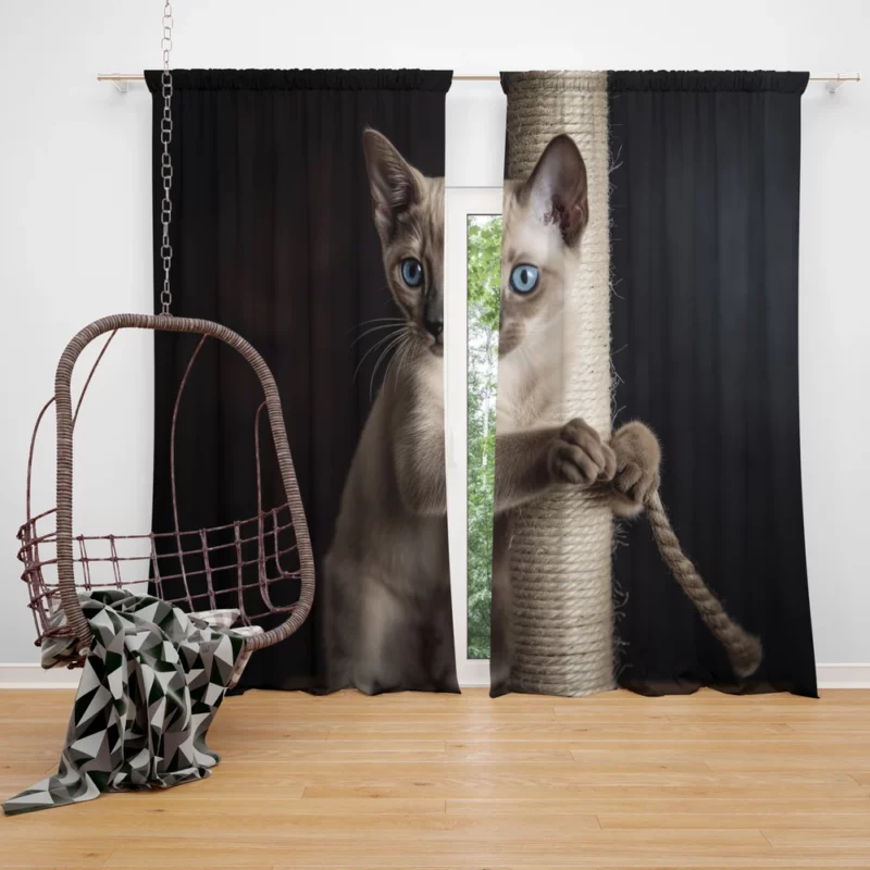 Siamese Kitten Scratching Post Window Curtain