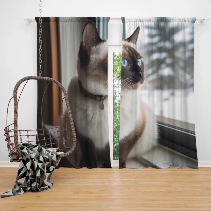 Snowshoe Cat on Windowsill Window Curtain