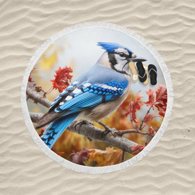 Vibrant Blue Jay Portrait Round Beach Towel