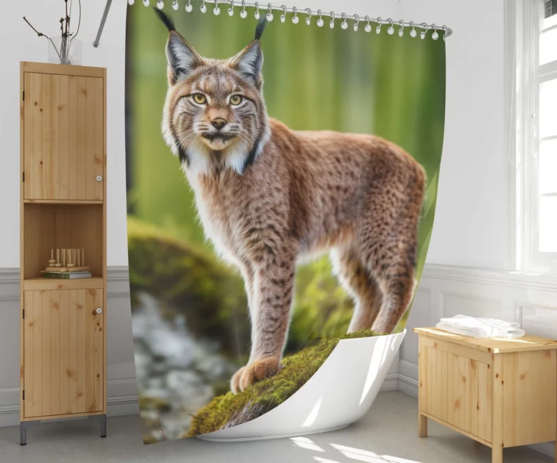 Beautiful Bobcat Artwork Shower Curtain 1