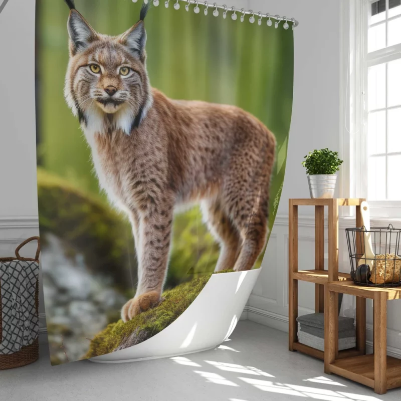 Beautiful Bobcat Artwork Shower Curtain