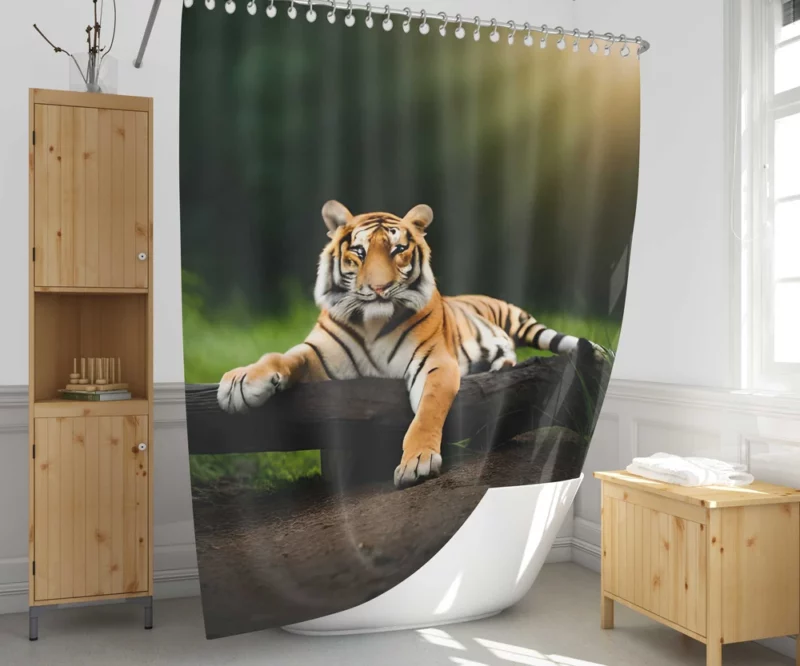 Bengal Tiger on a Log in Woods Shower Curtain 1