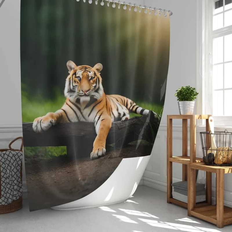 Bengal Tiger on a Log in Woods Shower Curtain