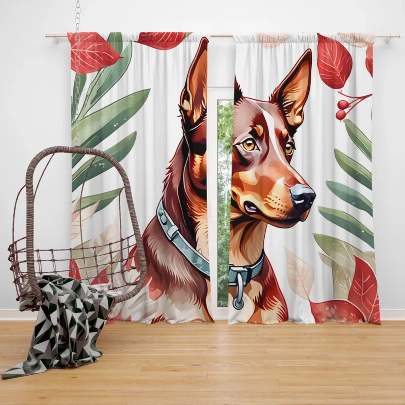 Dog Energetic Dynamo Australian Kelpie Herder Curtain