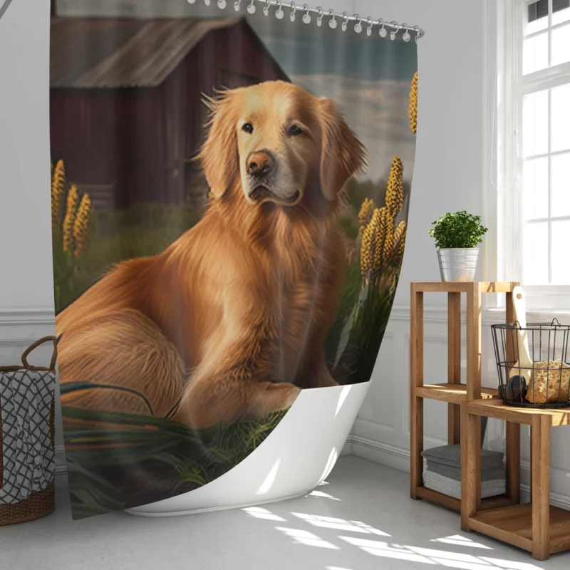 Golden Retriever Near Barn Shower Curtain