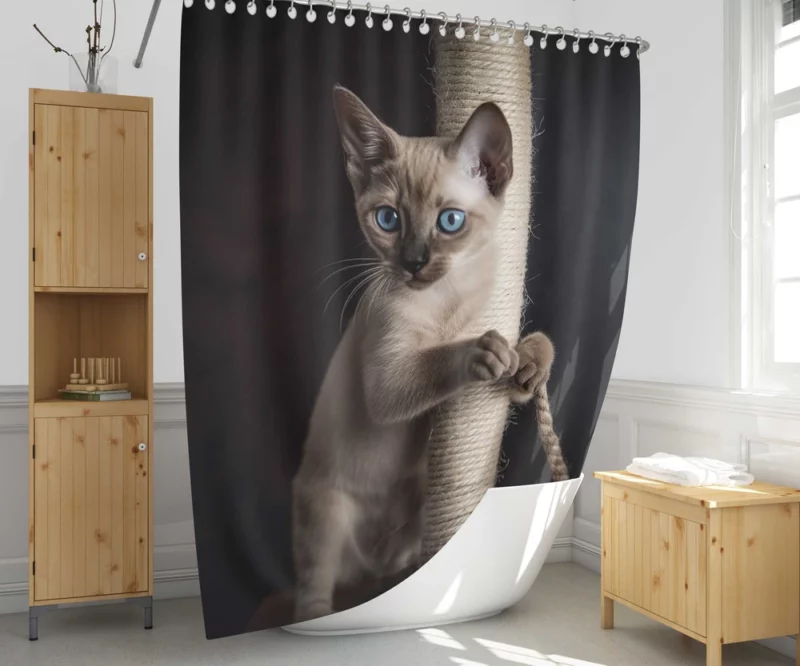 Siamese Kitten Scratching Post Shower Curtain 1